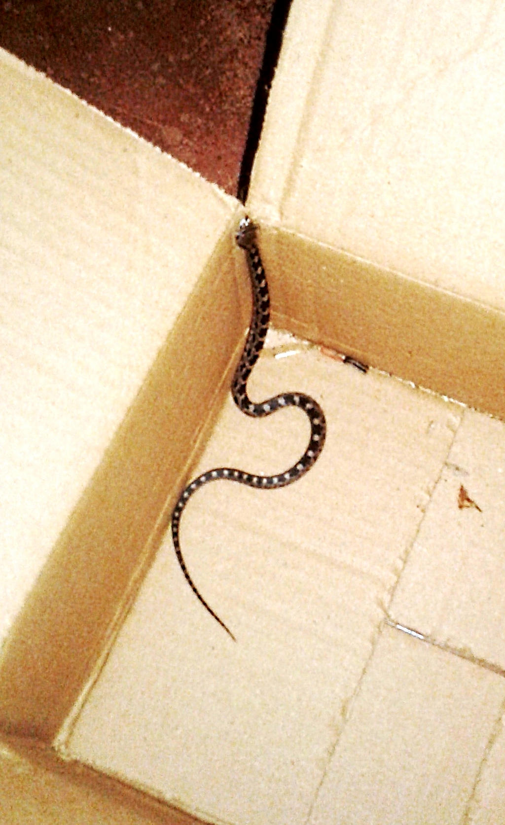 Baby Copperhead In A Box By Ranald101 On Deviantart Baby Copperhead In A Box By Ranald101 On Deviantart
