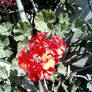 Red Flower