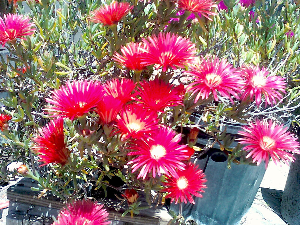 Pink Flowers