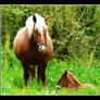 foal sleeping time