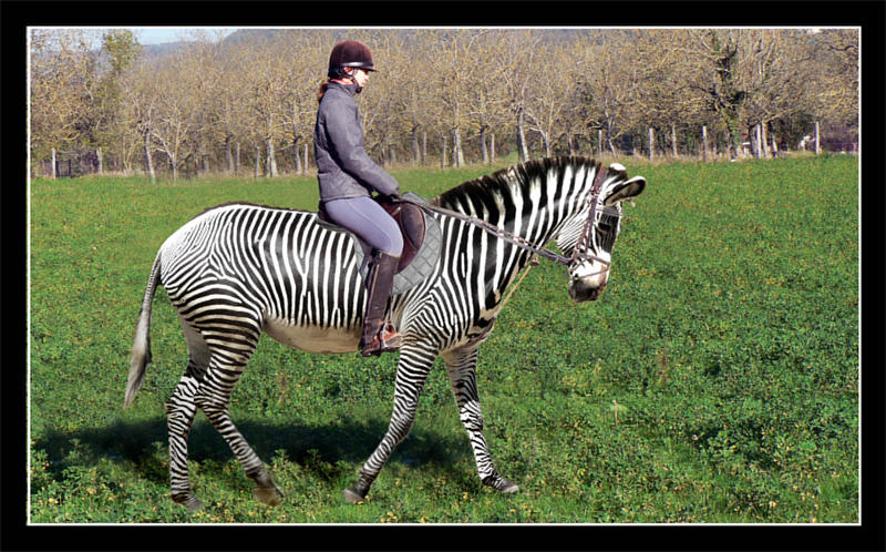zebra riding by floflo on DeviantArt