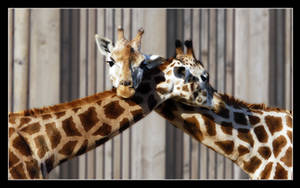 Mixed giraffes