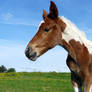 Paint foal