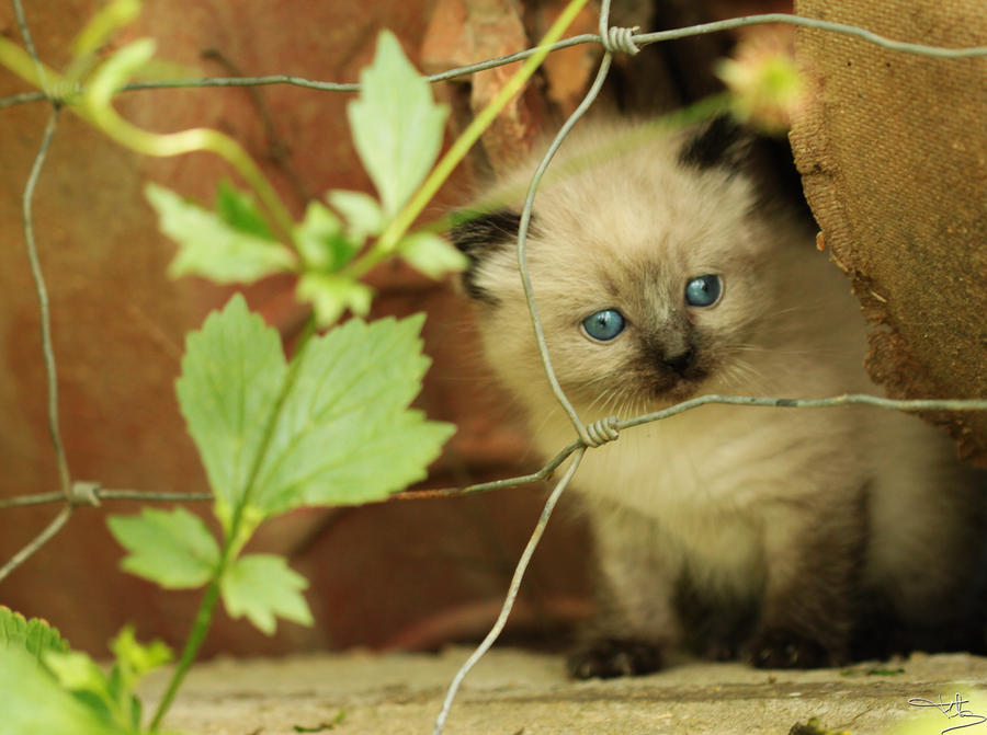 Siamese kitten