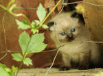 Siamese kitten by floflo