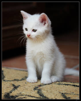 White Kitten