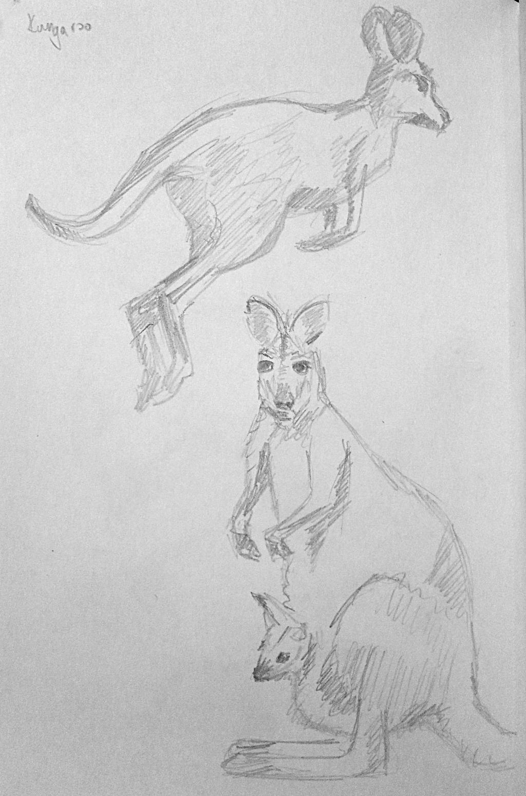 kangaroos by Thaidaree on DeviantArt