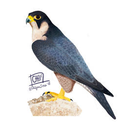 1 of 10: Peregrine falcon [Falco peregrinus]