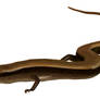 9 of 10: Snake-eyed skink [Ablepharus pannonicus]
