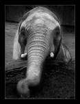 The Elephant by erra