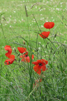 poppies