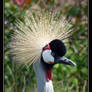 Crown Crane 2