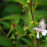 Collecting nectar