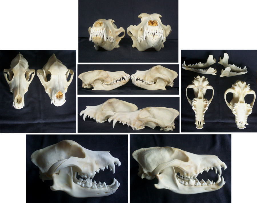 Bull clearance terrier skull