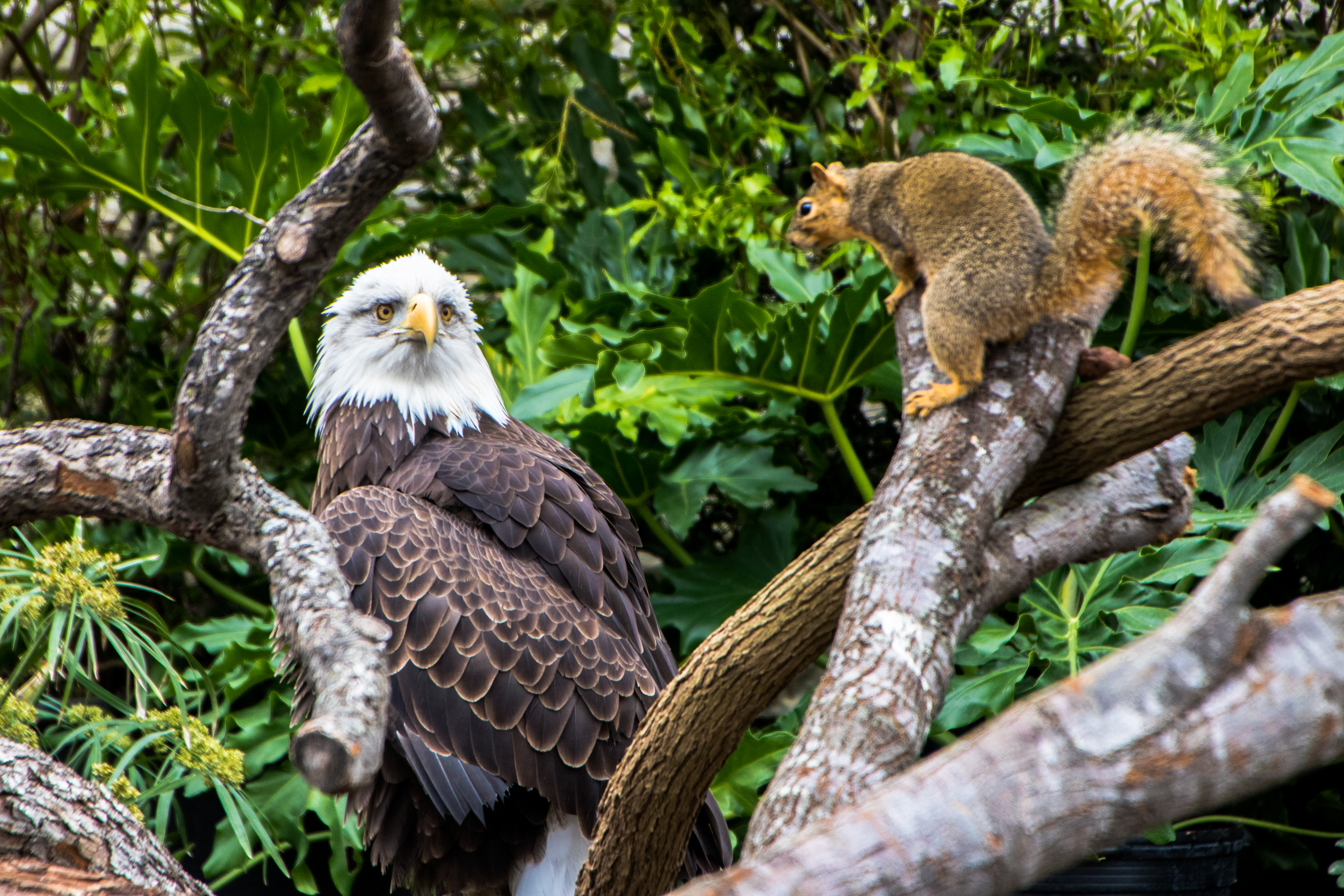 San Antonio, TX - San Antonio Zoo