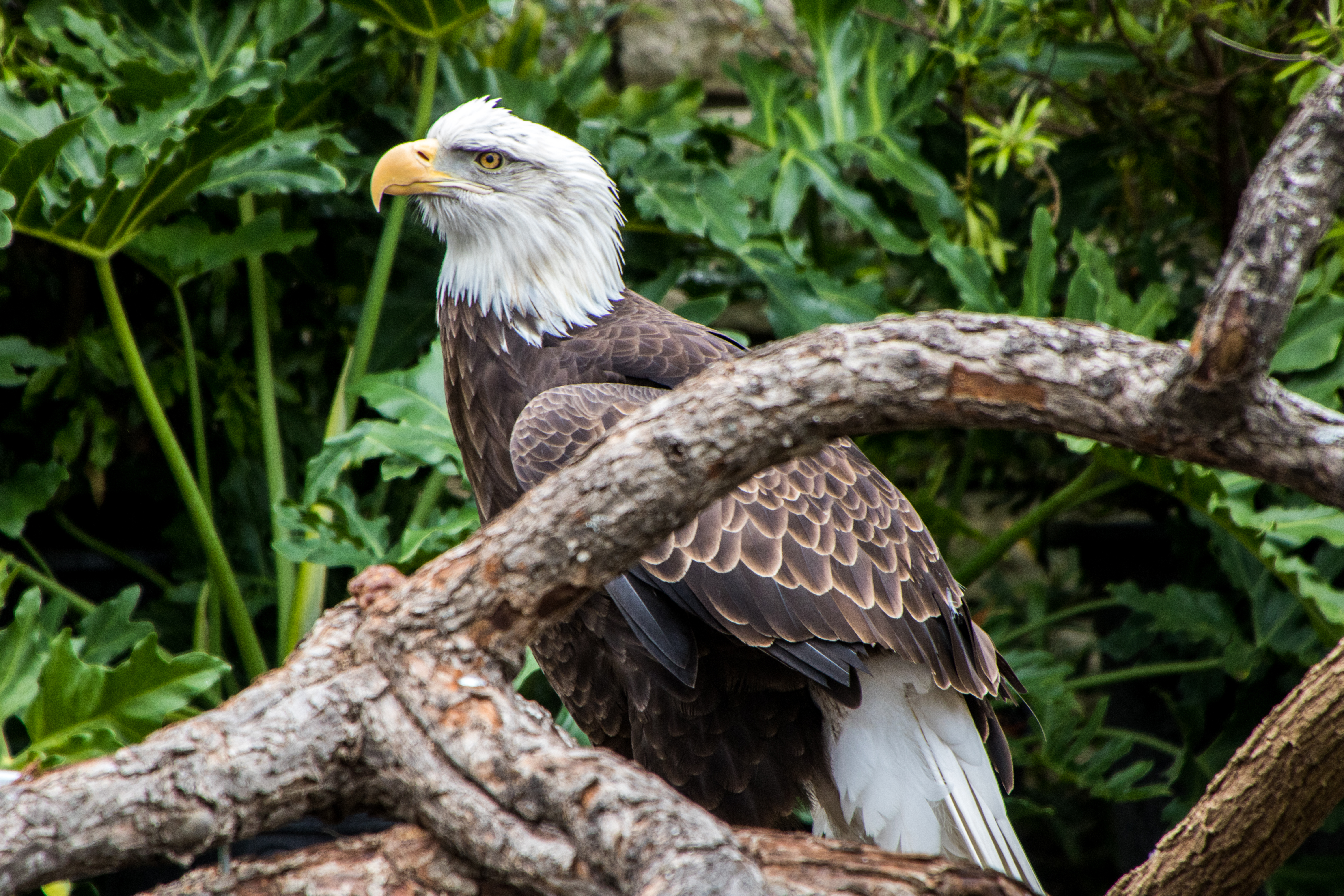 San Antonio, TX - San Antonio Zoo