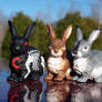 CM WSD Bunnies