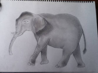 Indian Elephant