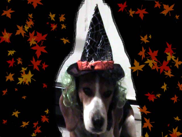 HalloweeN Pets - Morgan