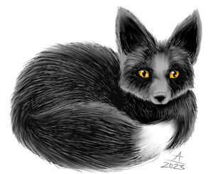 Little Black Fox