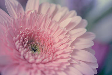 Gerbera Dreaming