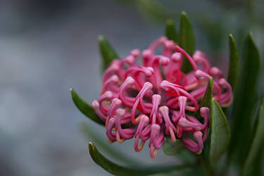 Tasmanian Waratah