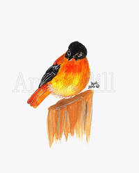 Black and orange flycatcher