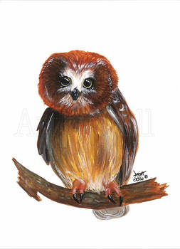 Woodland owl