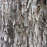 Tree Bark Texture