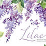 Watercolor Lilacs Violet Flowers