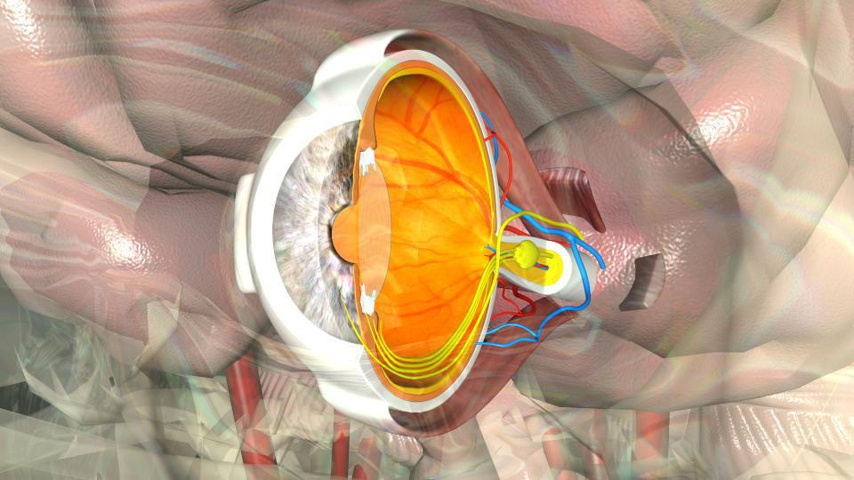 Ophthalmology Animation Eye anatomy medical animation by Medflix on DeviantArt