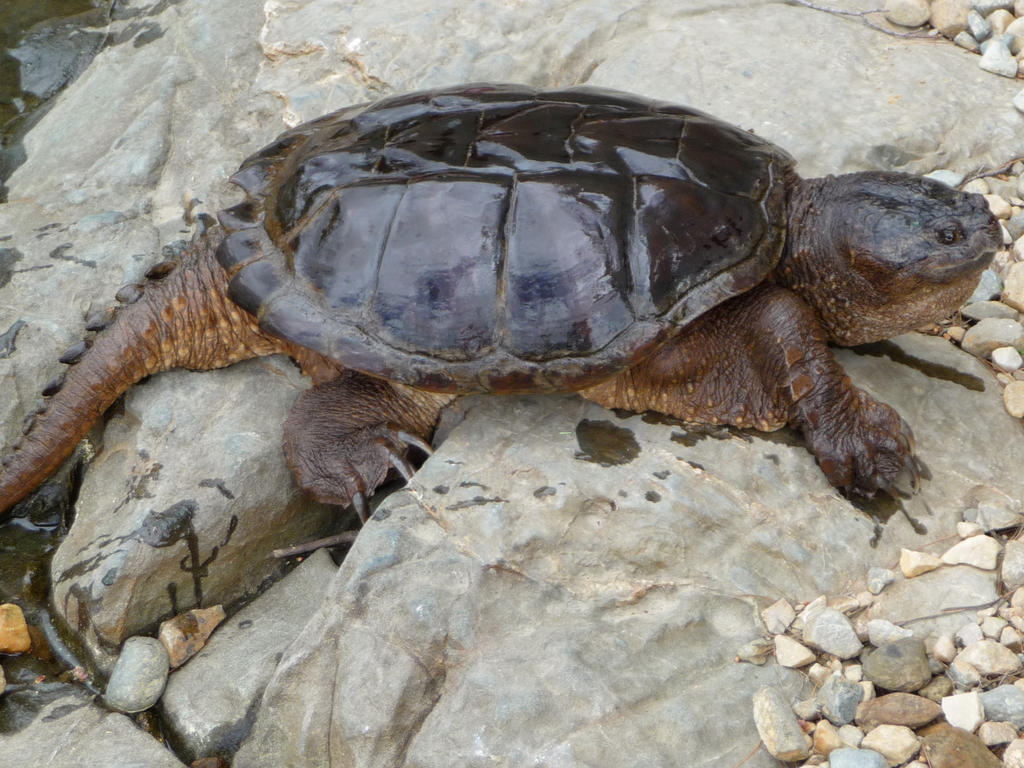 Snapping Turtle by minamiko on DeviantArt