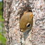 red tree squirrel at home