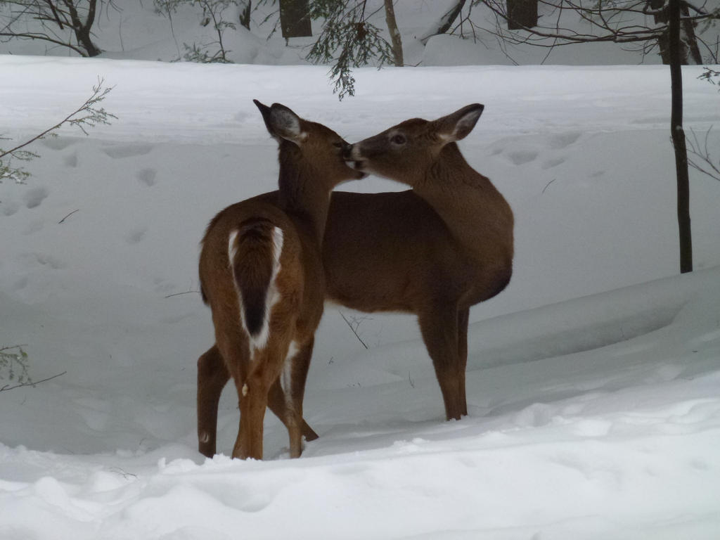 deer love