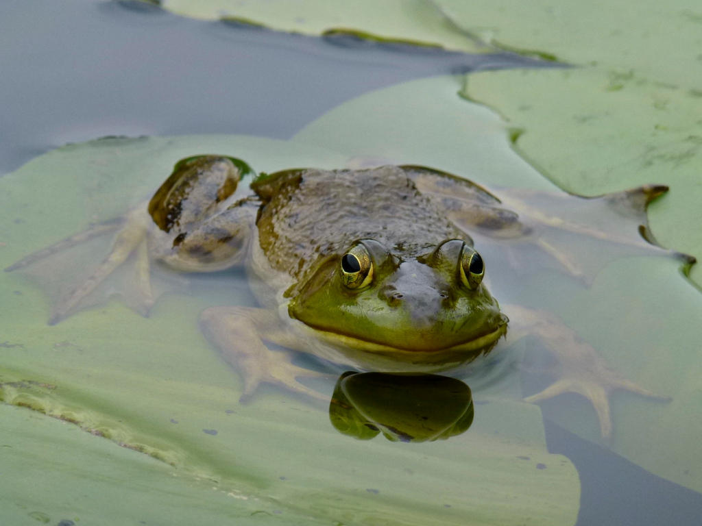 bullfrog by minamiko on DeviantArt