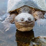 friendly snapping turtle