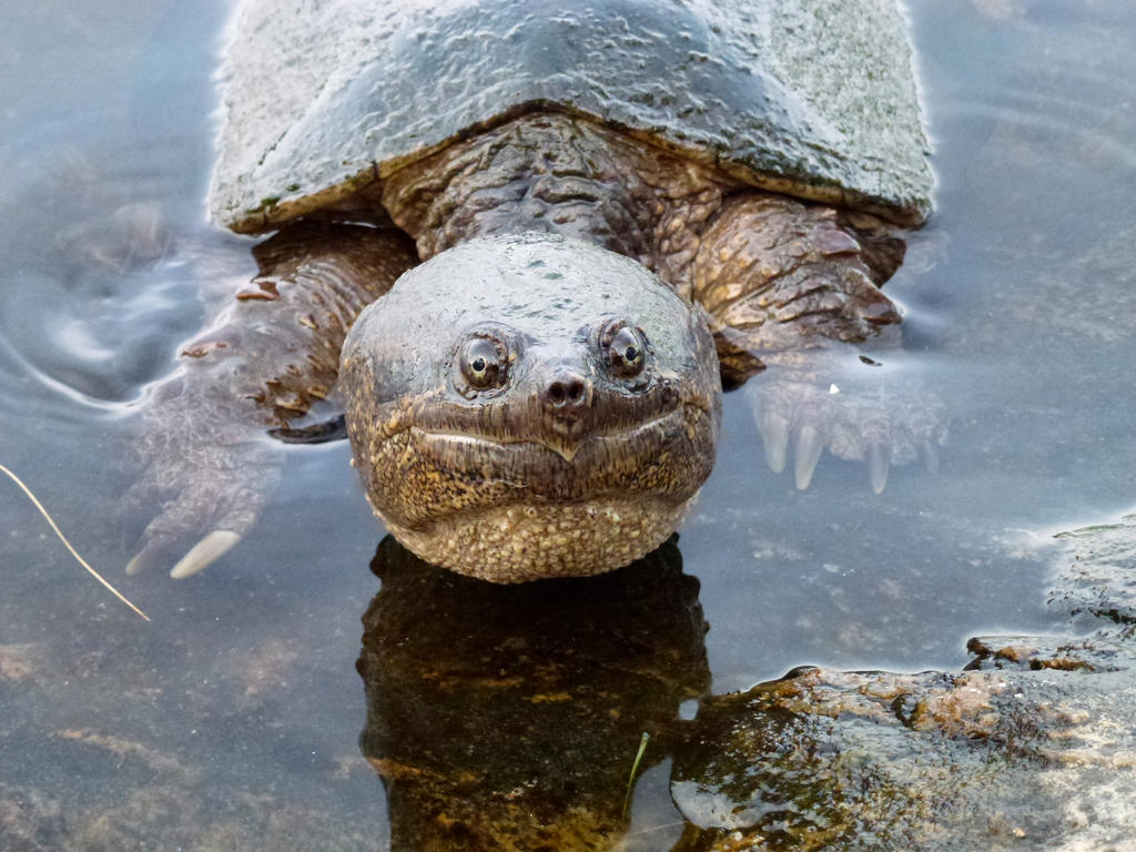 friendly snapping turtle by minamiko on DeviantArt