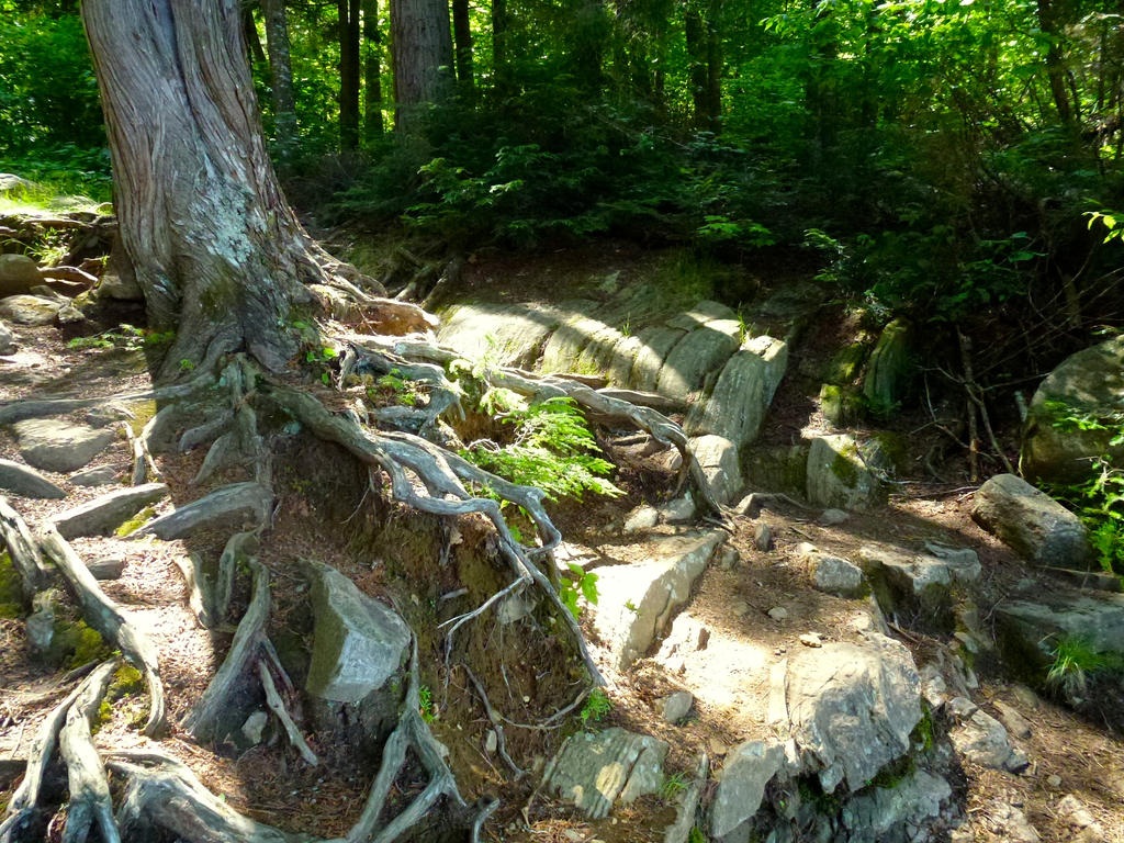 cedar roots by minamiko on DeviantArt