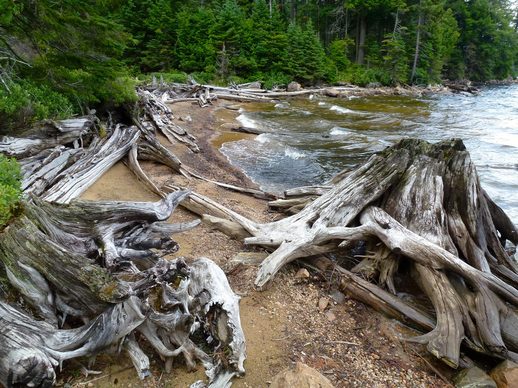 driftwood