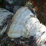 Fomes fomentarius, commonly known as tinder fungus