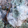 Quartz, Granite, Lichen, Moss and a Pine Needle