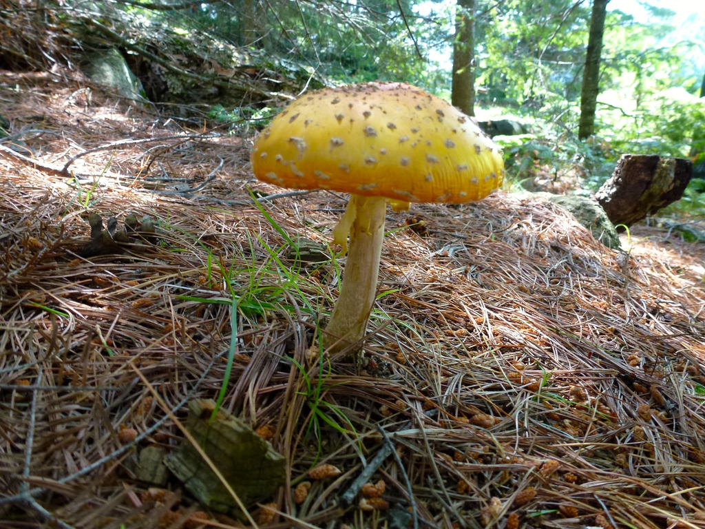 Fly agaric (Amanita Muscaria) - gill fungi by minamiko on DeviantArt