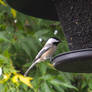 chickadee