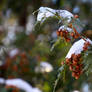 Northern White Cedar (Thuja occidentalis)