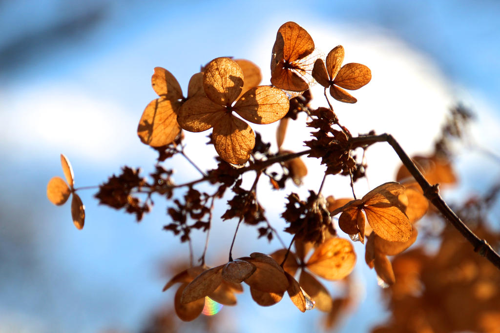 Hydrangea