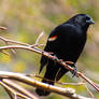 red-winged blackbird (Agelaius phoeniceus)