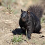 squirrel (Sciurus carolinensis)