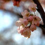 Cherry blossoms 2