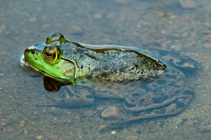 bullfrog