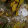 milkweed seeds (Asclepias)